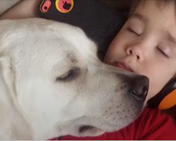 Autistic boy couldn’t ever sleep, then one day a dog laid his head on him