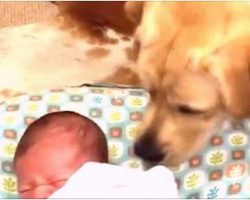 Newborn Baby Won’t Stop Crying Until Labrador Adorably Comes To The Rescue