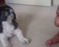 Baby Wouldn’t Stop Crying, So The Dog Did THIS. The Result? HILARIOUS!