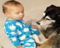 Baby Is So Tired — But It Was The Dog’s Reaction That Made Mom Sprint For The Camera!