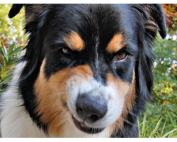 Science Discovers That Dogs Can Sense ‘Bad People’