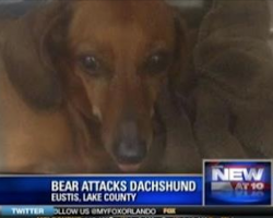 Bear cornered family in their garage, but Daisy the Dachshund knew what she had to do