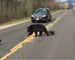 Baby bear can’t keep up with family crossing the road, so a cop saves the day