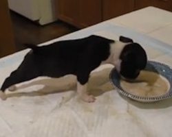 Boston Terrier Puppy Is Eating His Dinner When The Most Adorable Thing Happens