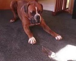 Big Boxer Dog Has Hilarious Confrontation With A Feather