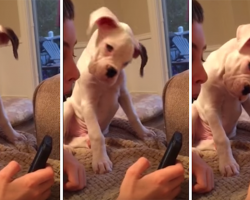 Adorable Boxer Puppy Tries To Understand The Noises Coming From Cell Phone