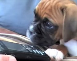 Boxer Puppy Has The Most Precious Reaction When He Hears His Mom On The Phone