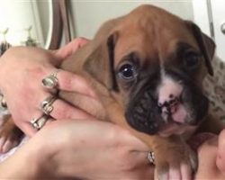 Three-Week-Old Boxer Puppy Adorably Howls With His Human Mom