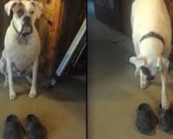 Goofy Boxer Sees A Pair Of Crocs And What He Does With Them Is Absolutely Hilarious