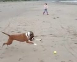 Funny Boxer Dog Can’t Believe It When He Wipes Out While Playing Fetch