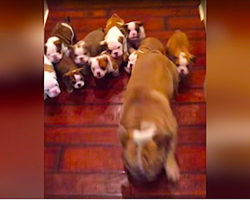 Bulldog Runs Away From 9 Puppies Who Won’t Leave Him Alone, Then Finds Perfect Place For A Break