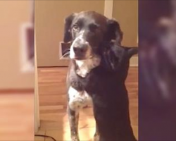 Her Cat Waited 10 Days For Dog To Come Home, But Mom Doesn’t Expect Him To Be So Emotional