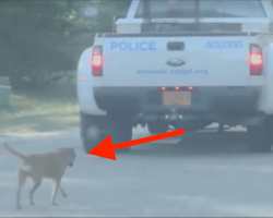 Police are surprised to see a dog following them—when they stop, she jumps in the vehicle
