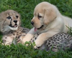 Labrador Puppy Hugs Recovering Cheetah Cub As He Helps Nurse Him Back To Health