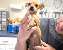 Chihuahua Puppy With Hernia Was Going To Be Put Down Until This Vet Saved Him