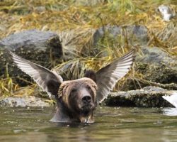 Comedy Wildlife Photography Awards 2016 Finalists