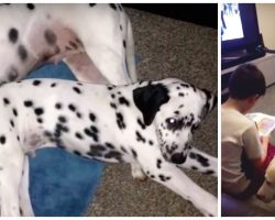 Little Boy With Autism Struggles To Read, Then His 2 Dalmatians Come Over To Help