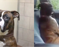 This dog’s reaction when dad picks him up from the vet is too much!