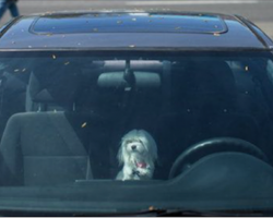 Portland Woman Breaks Car Window To Rescue Crying Dog Trapped Inside On Hot Day