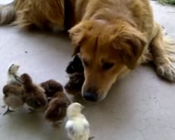 His Big Dog Found 10 Abandoned Chicks In The Yard…Her Reaction Is PRICELESS!