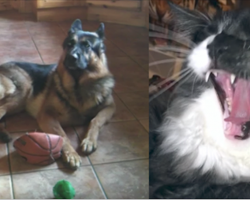 These talking dogs and cats discuss playing fetch will have you in stitches