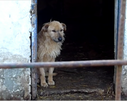 Sad dog had forgotten how to live, and she didn’t even realize she was being rescued