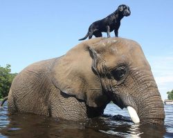 Adorable Friendship Between Elephant and Dog Who Love Playing in the Water