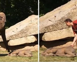 Mother Elephant Tries Desperately To Wake Up Her Baby, Human Jumps Into Action