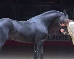 Man’s dance with a Friesian stallion goes to new heights when a second gallops in