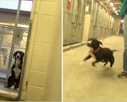 Sad shelter dog literally jumps for joy after realizing he’s been adopted