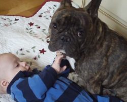 French Bulldog Watches Over Baby Brother! What An Amazing Guardian!