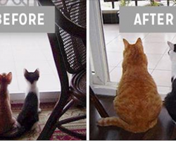 14 precious before and after photos of animals that grew up together