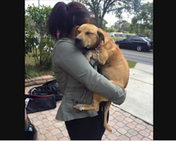 Scared dog rescued from a field — 3 days later, she’s still clinging to rescuers