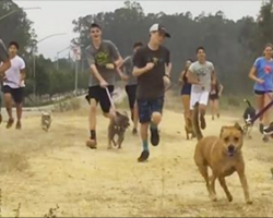High school cross country team invites shelter dogs to run with them on their morning runs