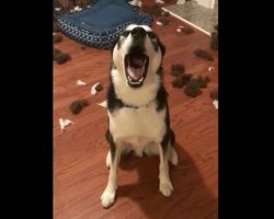 Hilariously expressive dog talks back to mom when confronted about the mess on the floor