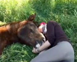 She’s Napping In The Grass. You Won’t Believe What The Horse Does…