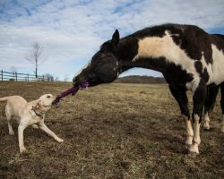 Proof That Horses And Dogs Make The Best Of Friends!