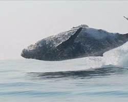 40-Ton Whale Was Just Filmed Jumping Completely Out Of The Water, And This Incredible Video Is Going Viral