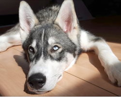 Husky’s had separation anxiety his whole life, so he got a little companion