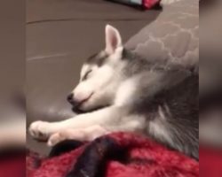 Dad Records Husky Puppy Sound Asleep — But When He Starts Singing, Dog Howls Along