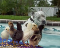 I Was Nervous For This Chicks In The Pool With A Pit Bull… Then I Was Just Amazed.