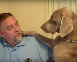 This Is What Happens When You Ignore A Weimaraner – LOL!