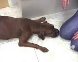 Abandoned Pregnant Boxer Dog Rescued Just Hours Before She Gives Birth
