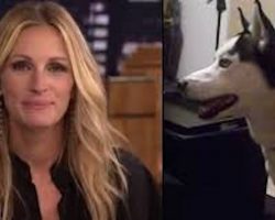 Julia Roberts Hilariously Responds To The Dog Who Is Afraid of Her