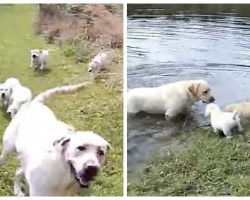 Labrador Puppies Follow Dad To The Lake, Then He Makes All Of Them Jump In