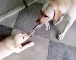 Labrador Puppy Challenges Mom To Tug-Of-War, But Mom Drags Him Around On The Floor Instead