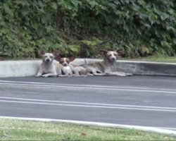 After Being Left On The Streets, These Three Chihuahuas Found Solace In A Fast Food Parking Lot