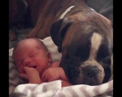 Boxer Dog Snuggles Up To Her New Human Baby Brother