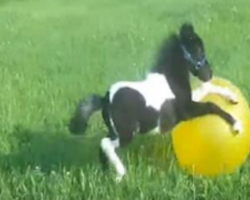 An Adorable Mini Horse Loves Playing Around With His Bouncy Ball