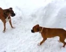 Old Boxer Dog Tricks Puppy Into Running Laps